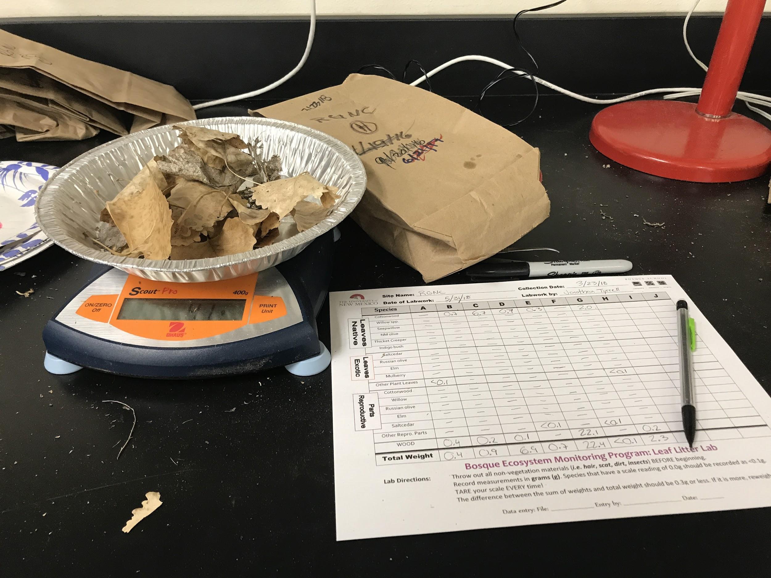 Lab.litterfall.sortingprocess - BEMP