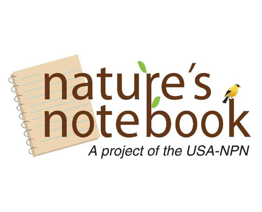 usa-national-phenology-network-npn-natures-notebook-education-program