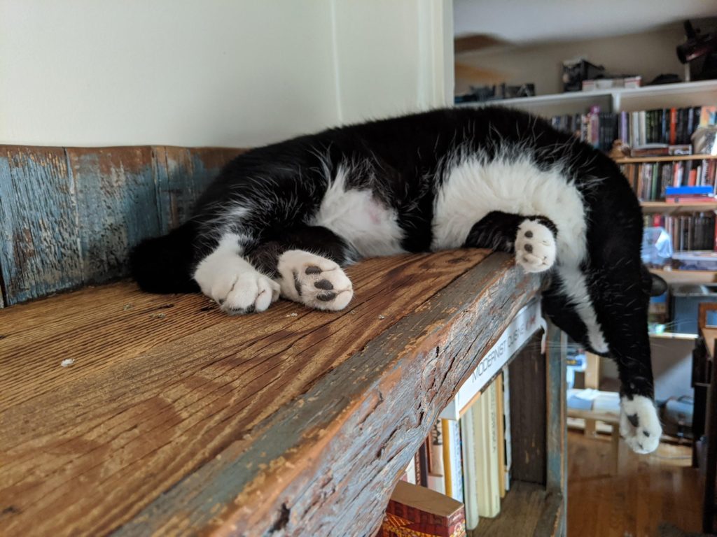 Cat laying on a shelf